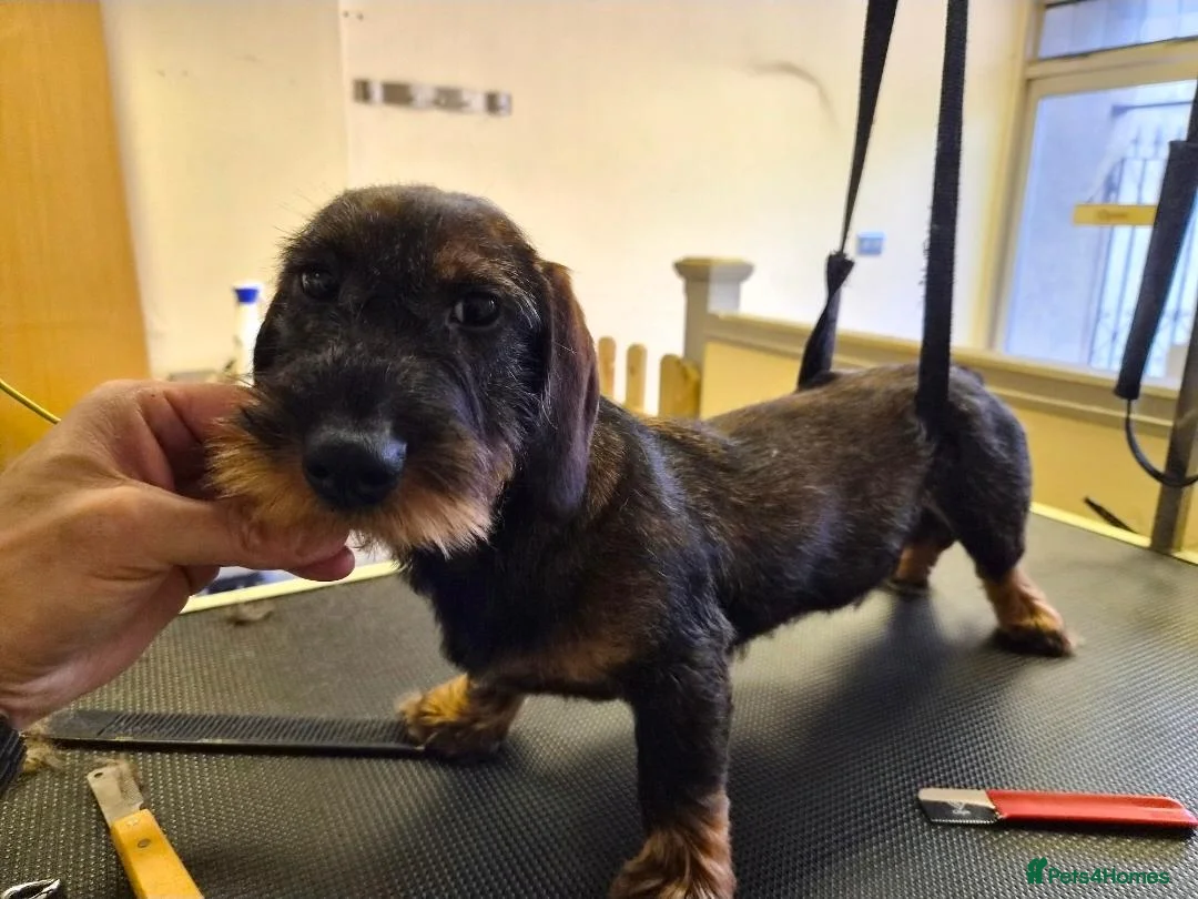 Dachshund dogs for sale: 11 month old Standard Wired Dachshund  - Advert 5