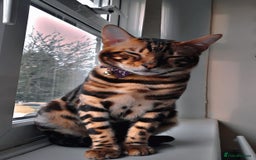Bengal cats for sale: Bengal Cat - Advert 3