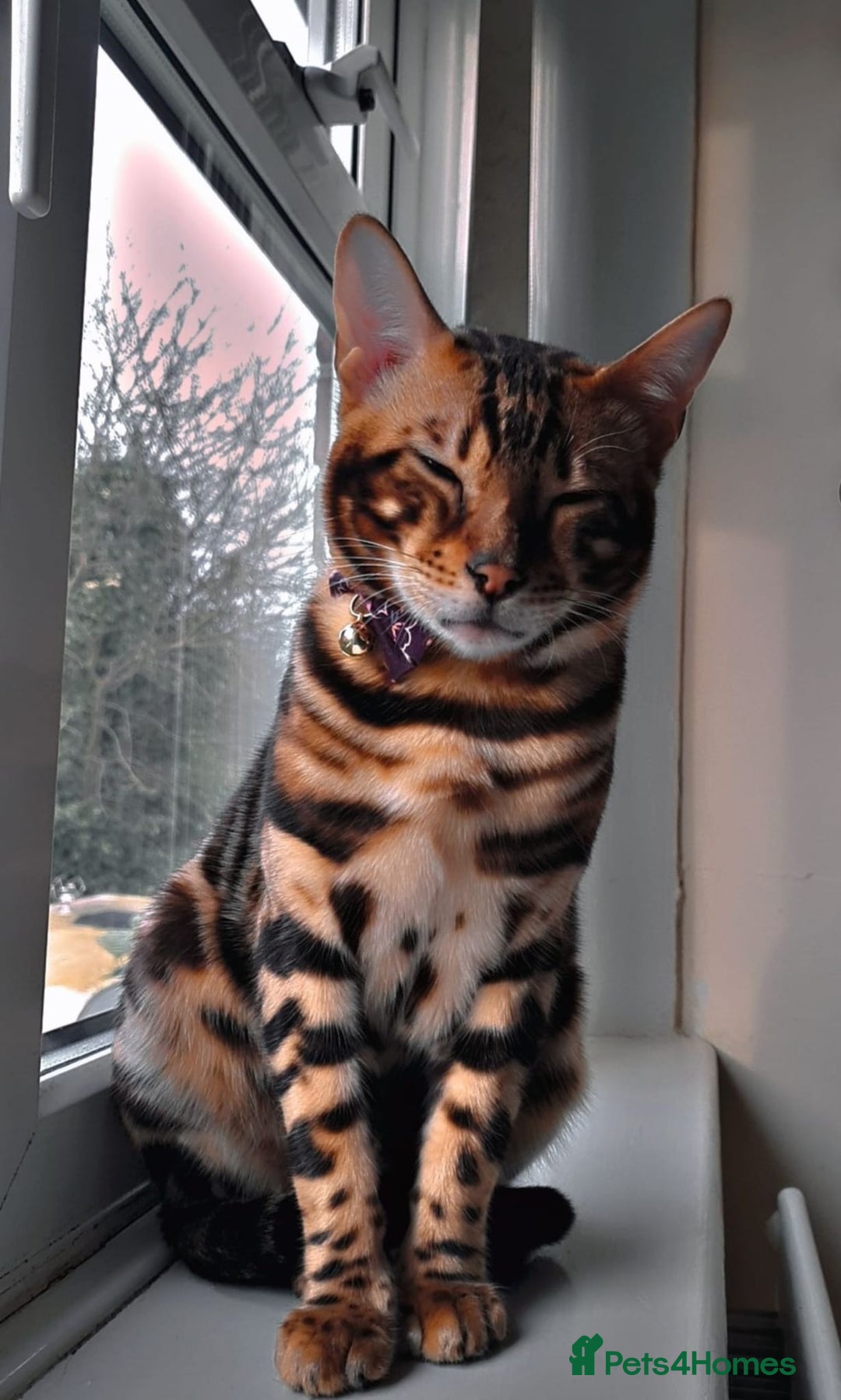 Bengal cats for sale: Bengal Cat - Advert 3