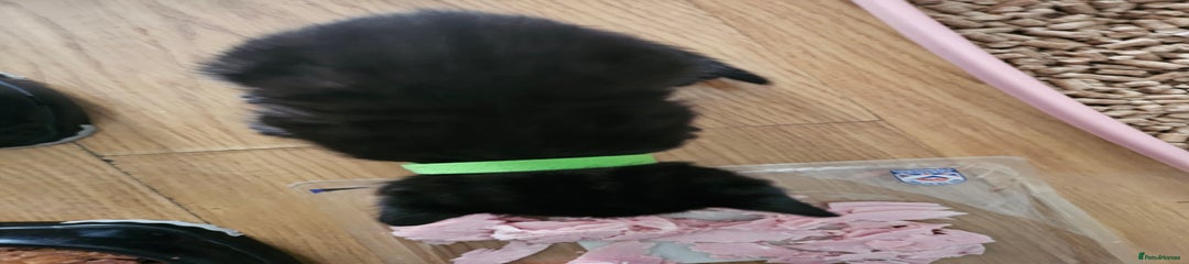 Green collar