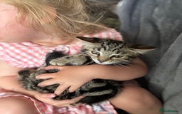 Mixed Breed cats for sale: 12 weeks Tabby/maine coon kitten  in Derby - Image 8