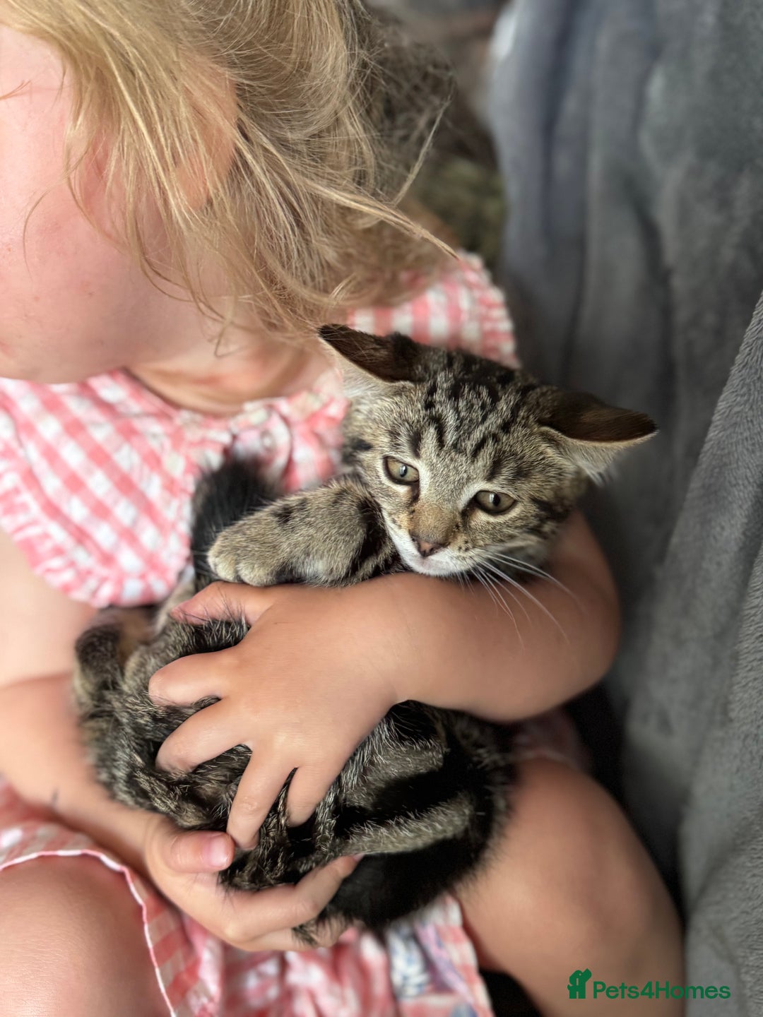 Mixed Breed cats for sale: 12 weeks Tabby/maine coon kitten  in Derby - Image 8