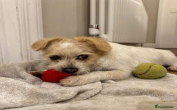 Mixed Breed dogs for adoption: Cynthia - Advert 10