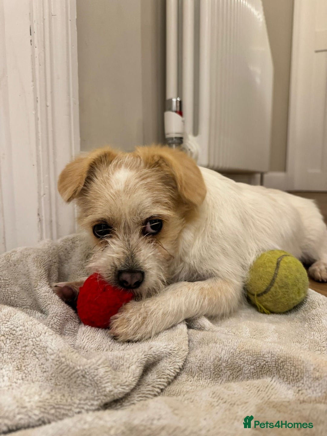 Mixed Breed dogs for adoption: Cynthia - Advert 10