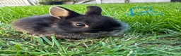 Netherland Dwarf rabbits for sale: Netherland Dwarf Rabbits For Sale  - Advert 5