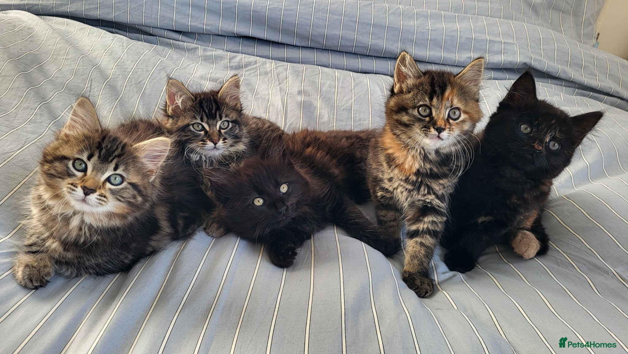 Maine Coon cats 5 Gorgeous Kittens Maine Coon Tabby Mix - Advert 11
