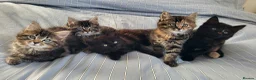 Maine Coon cats for sale: 5 Gorgeous Kittens Maine Coon Tabby Mix - Advert 1