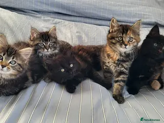 Maine Coon cats 5 Gorgeous Kittens Maine Coon Tabby Mix - Advert 1