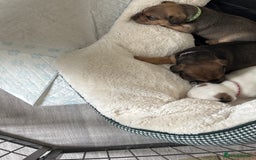 Jack Russell dogs for sale: 2x trio girls available  - Image 7