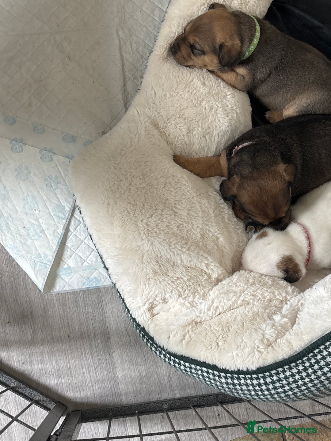 Jack Russell dogs for sale: 2x trio girls available  - Image 7