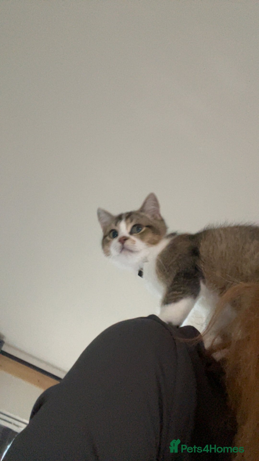 British Shorthair cats for sale: British short hair - Image 3