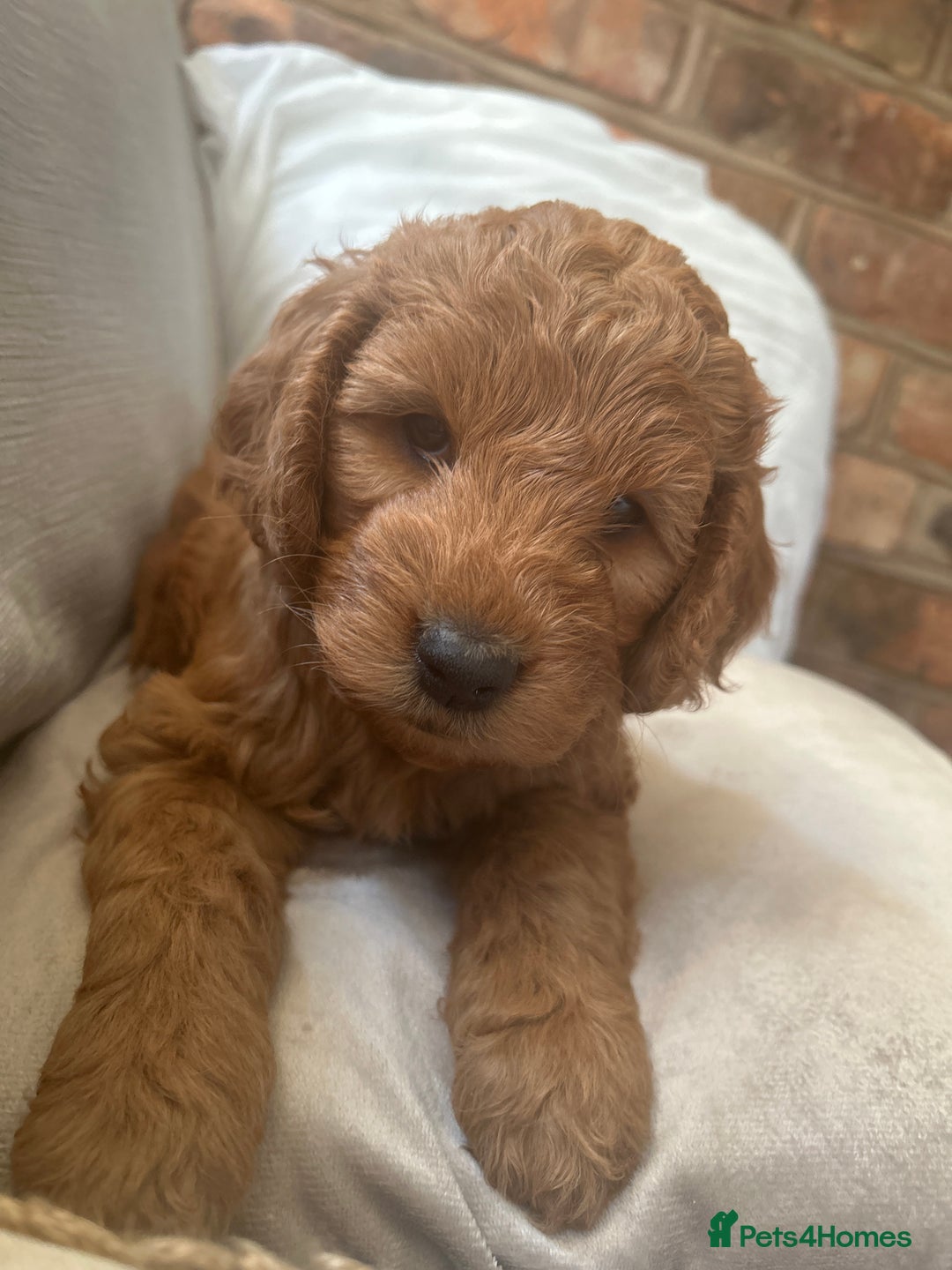 Irish Doodle dogs for sale: Gorgeous Irish Doodle Puppies  🐾 - Image 11