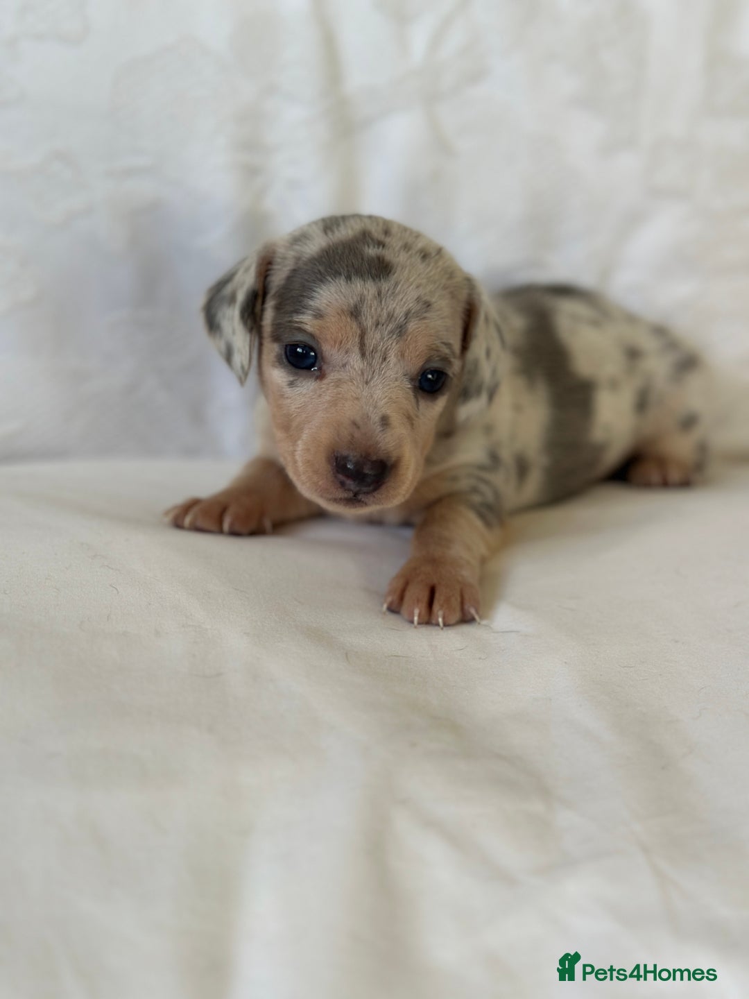 Miniature Dachshund dogs for sale: KC blue & cream dapple miniatu dachshunds last boy - Advert 10