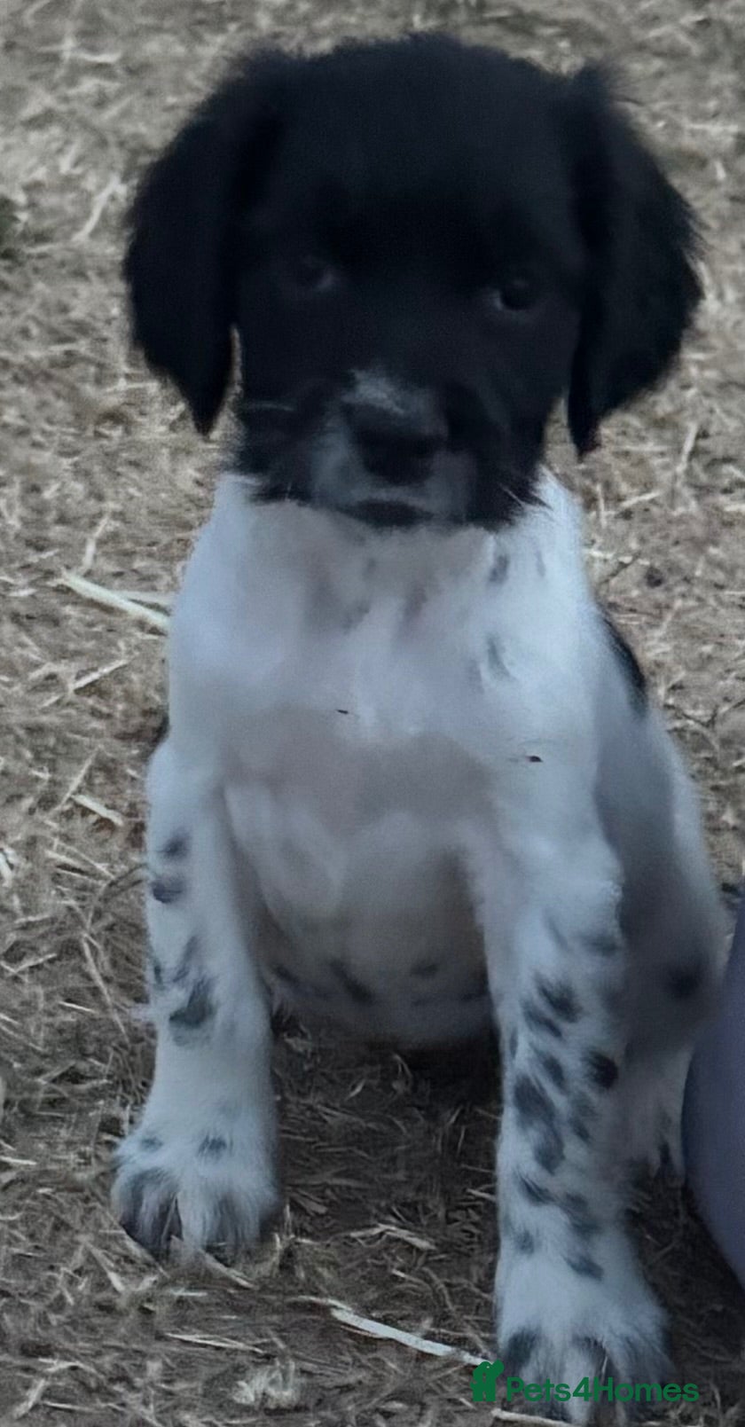 English Springer Spaniel dogs Healthy springer spaniel pups - Advert 10