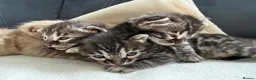 Bengal cats for sale: Bengal Kittens For Sale (6 Left) - Advert 10