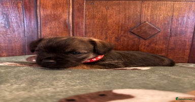 Border Terrier dogs Border Terriers Puppies For Sale. - Advert 1