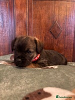 Border Terrier dogs Border Terriers Puppies For Sale. - Advert 1