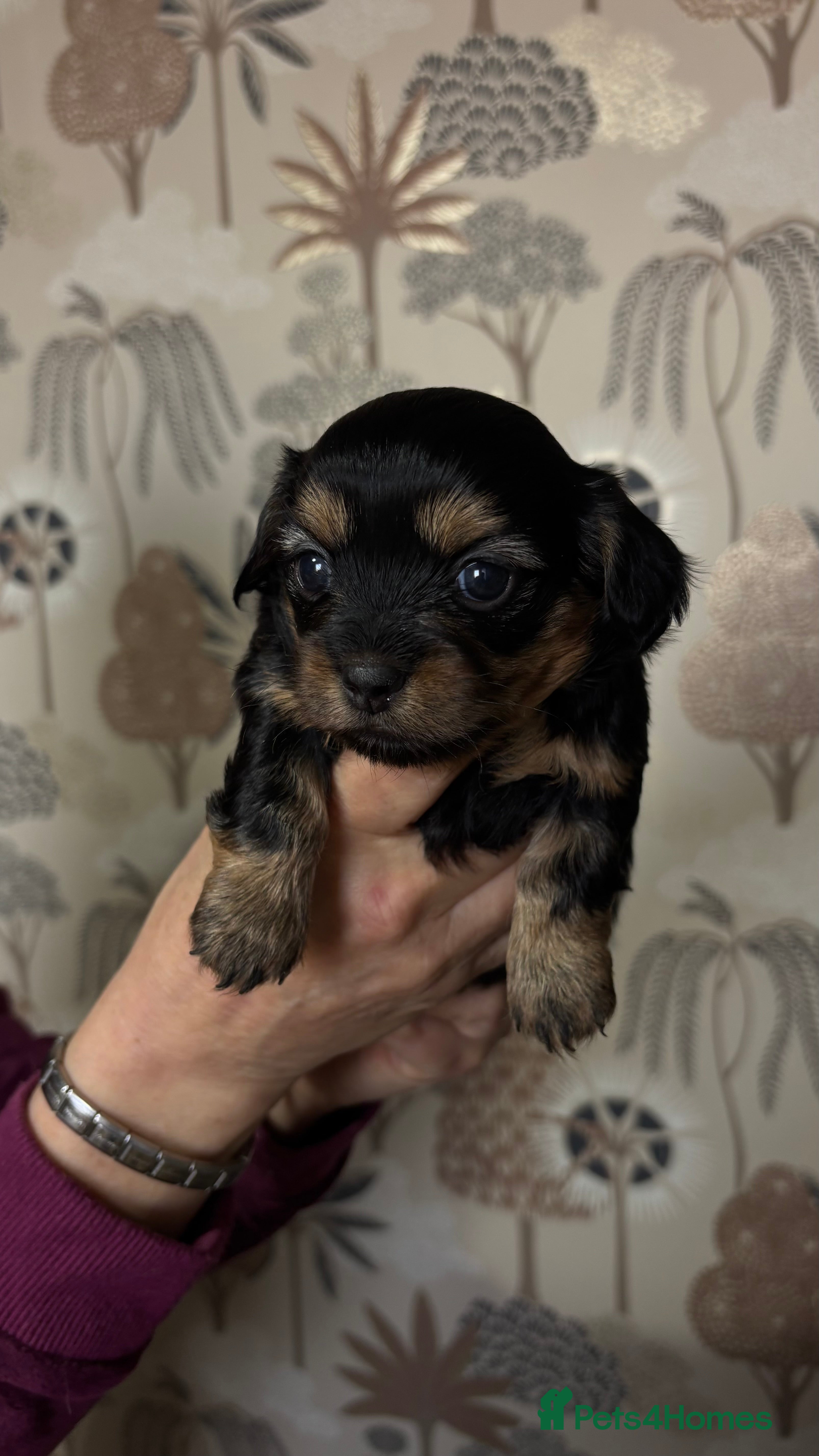 Mixed Breed dogs for sale: Beautiful Chihuahua x Dachshund x Shih Tzu Puppies - Advert 2