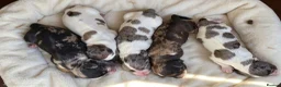 Cocker Spaniel dogs for sale: Working cocker spaniel  - Advert 7