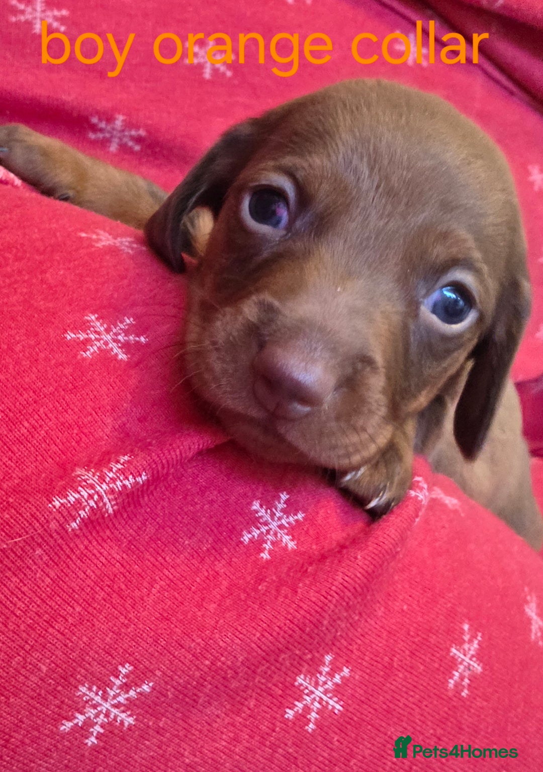 Dachshund dogs for sale: Dachshund  - Advert 25