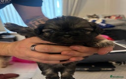 Shih Tzu dogs for sale: Beautiful Shih Zu Puppies  - Image 12