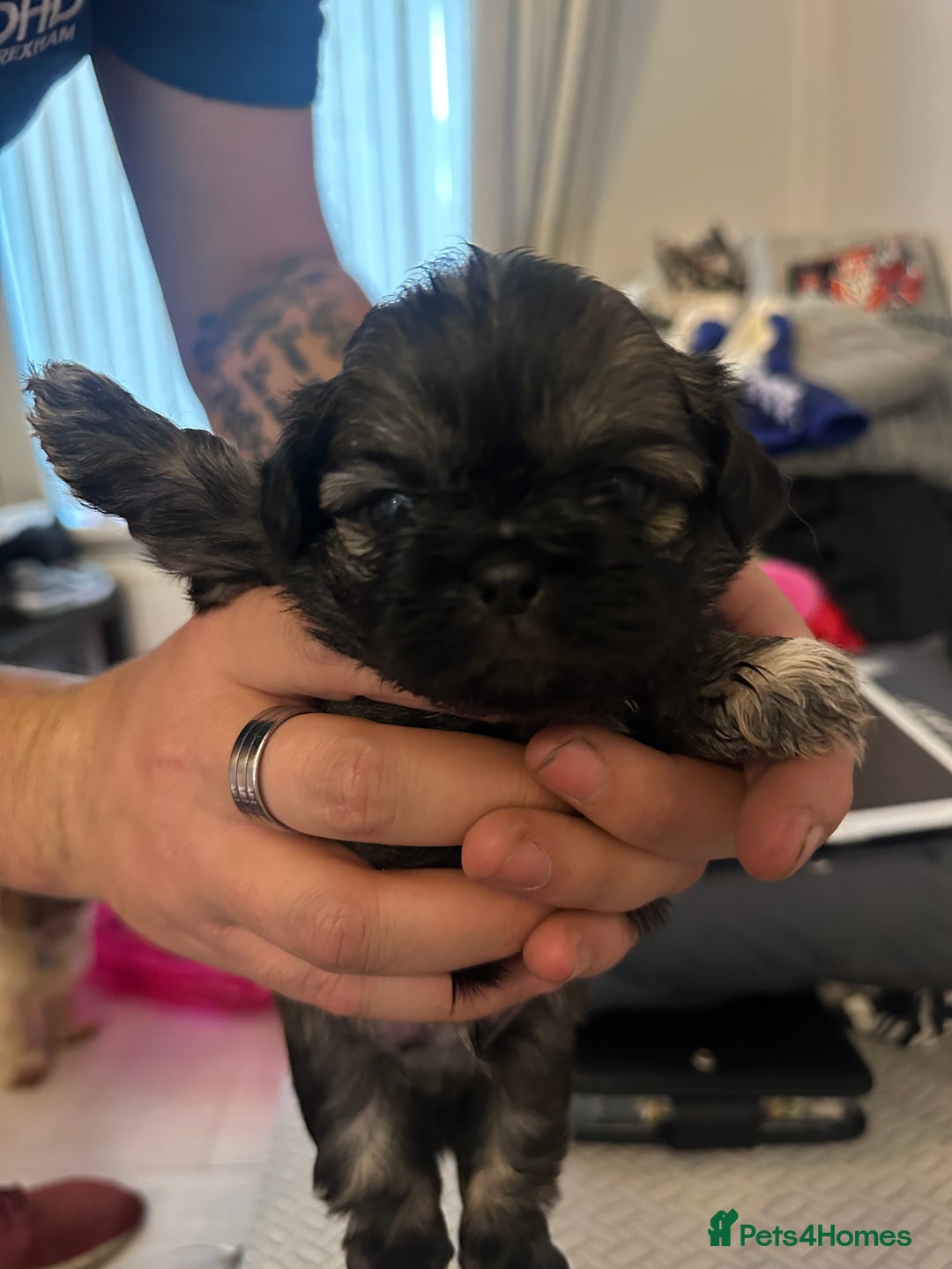 Shih Tzu dogs for sale: Beautiful Shih Zu Puppies  - Image 12