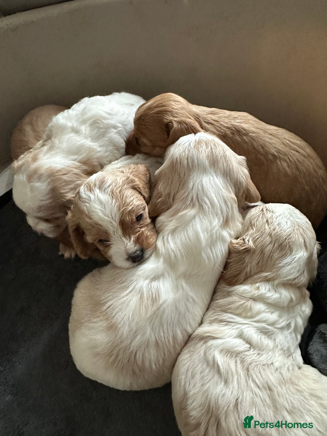 Cavapoo dogs for sale: Six cavapoo puppies F2( d.o.b. 23.10.2025) - Advert 9