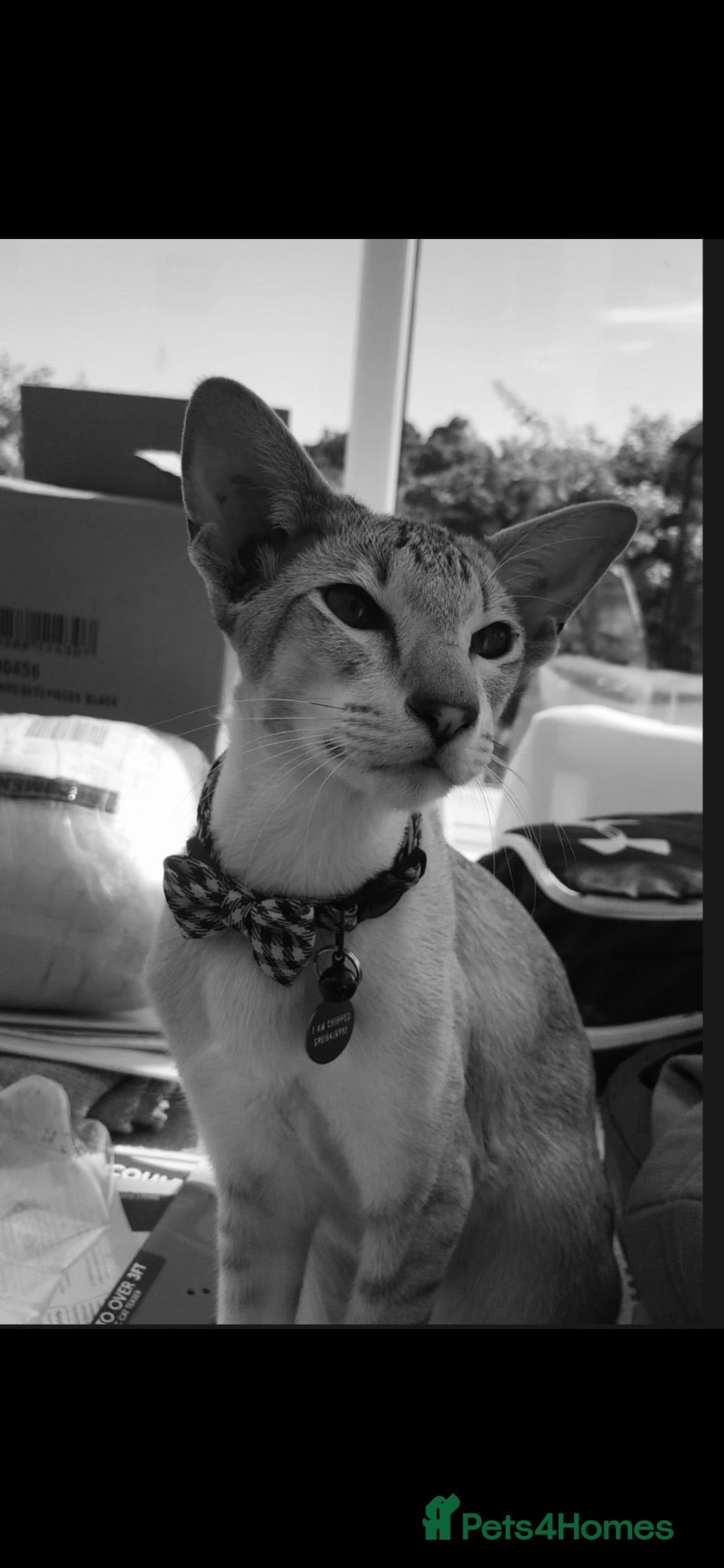 Siamese cats Male neutered siamese - Advert 10