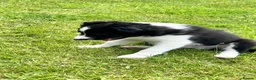 Border Collie dogs for sale: KC Reg Beautiful Border Collie Boy Ready Now - Advert 9