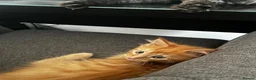 Maine Coon cats for sale: Beautiful Maine Coon Boy - Advert 7
