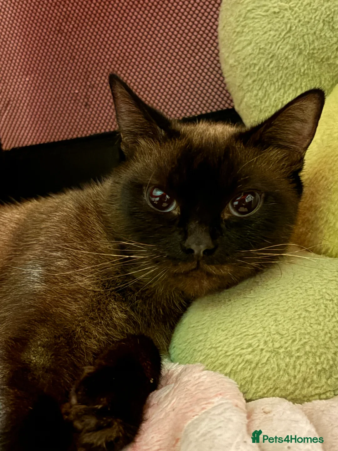 Mixed Breed cats for sale: Two Siamese x tabby kittens for sale - Advert 14