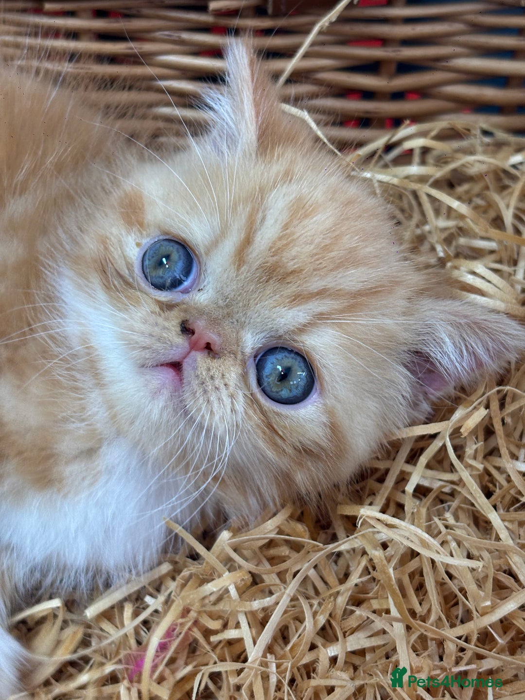 Exotic cats for sale: Beautiful red tiger stripe male stunning blue eyes - Image 6