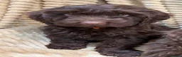 Cockapoo dogs for sale: Beautiful Cockapoo Puppies  - Advert 11