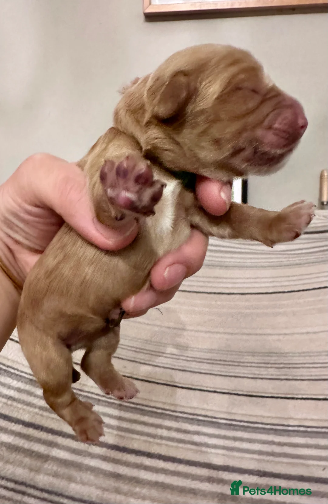 Cockapoo dogs for sale: Exceptional F1 Apricot / Red Cockapoo Puppies  - Advert 13