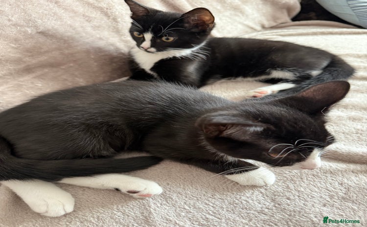 Mixed Breed cats - Advert 1