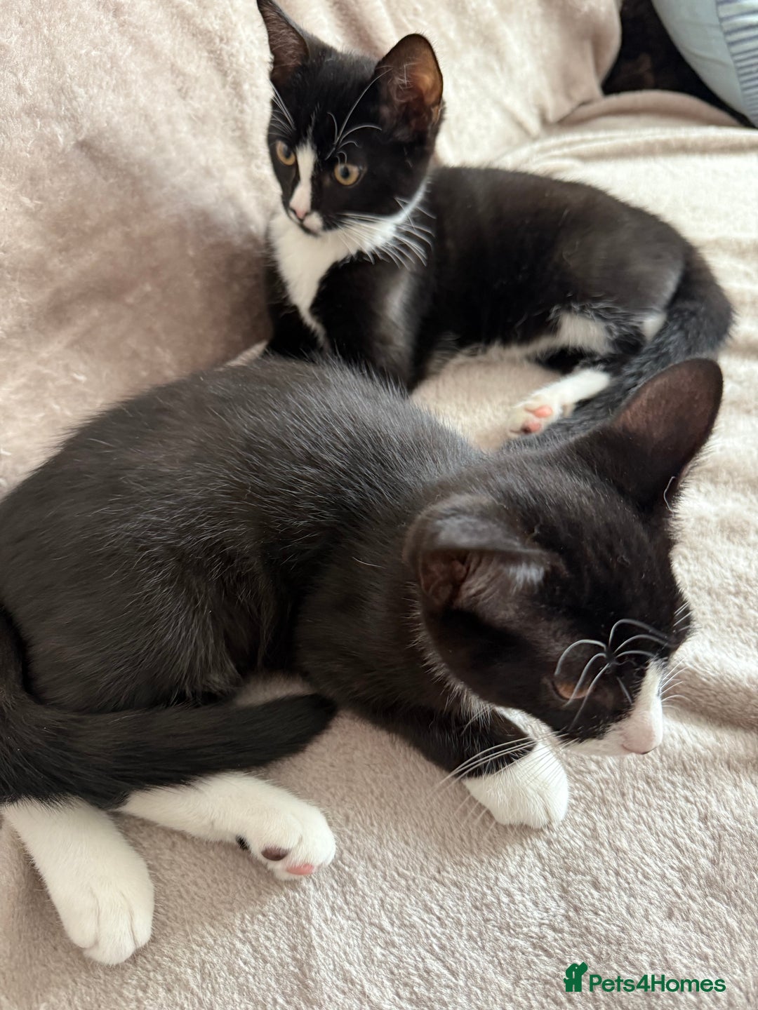 Mixed Breed cats for sale: lovely kitties - Image 1