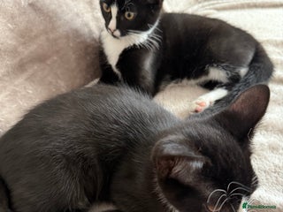 Mixed Breed cats - Advert 10