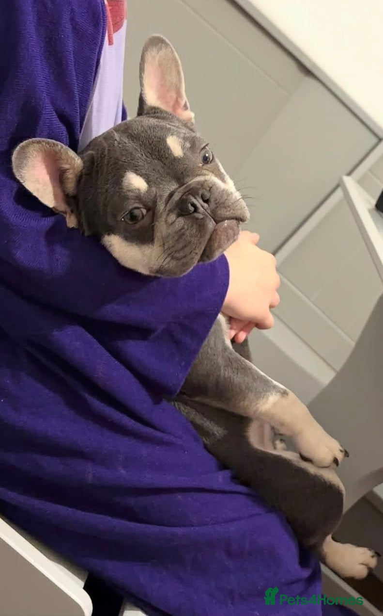 French Bulldog dogs Male 9 month old French bulldog  - Advert 1