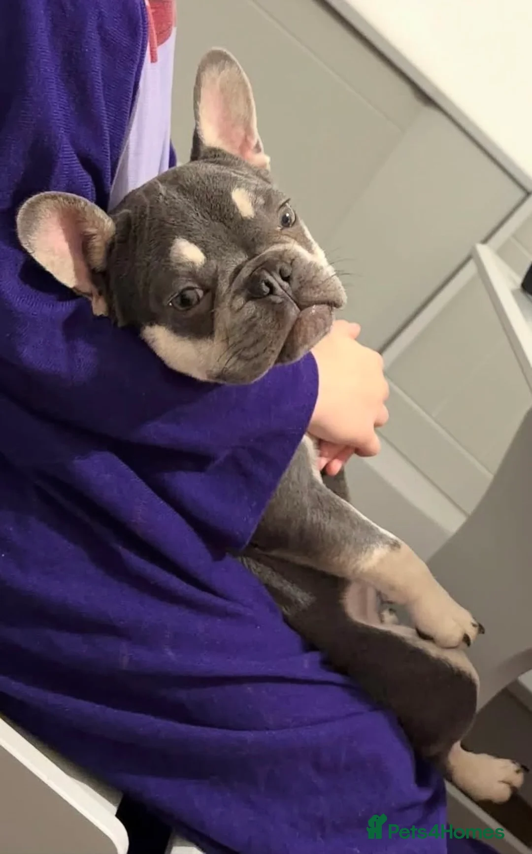 French Bulldog dogs for sale: Male 9 month old French bulldog  - Advert 1