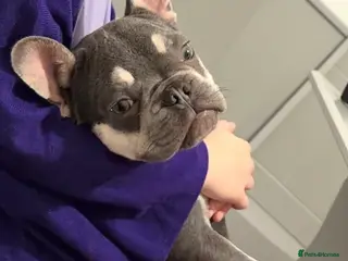 French Bulldog dogs Male 9 month old French bulldog - Advert 1