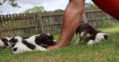 English Springer Spaniel dogs - Advert 2