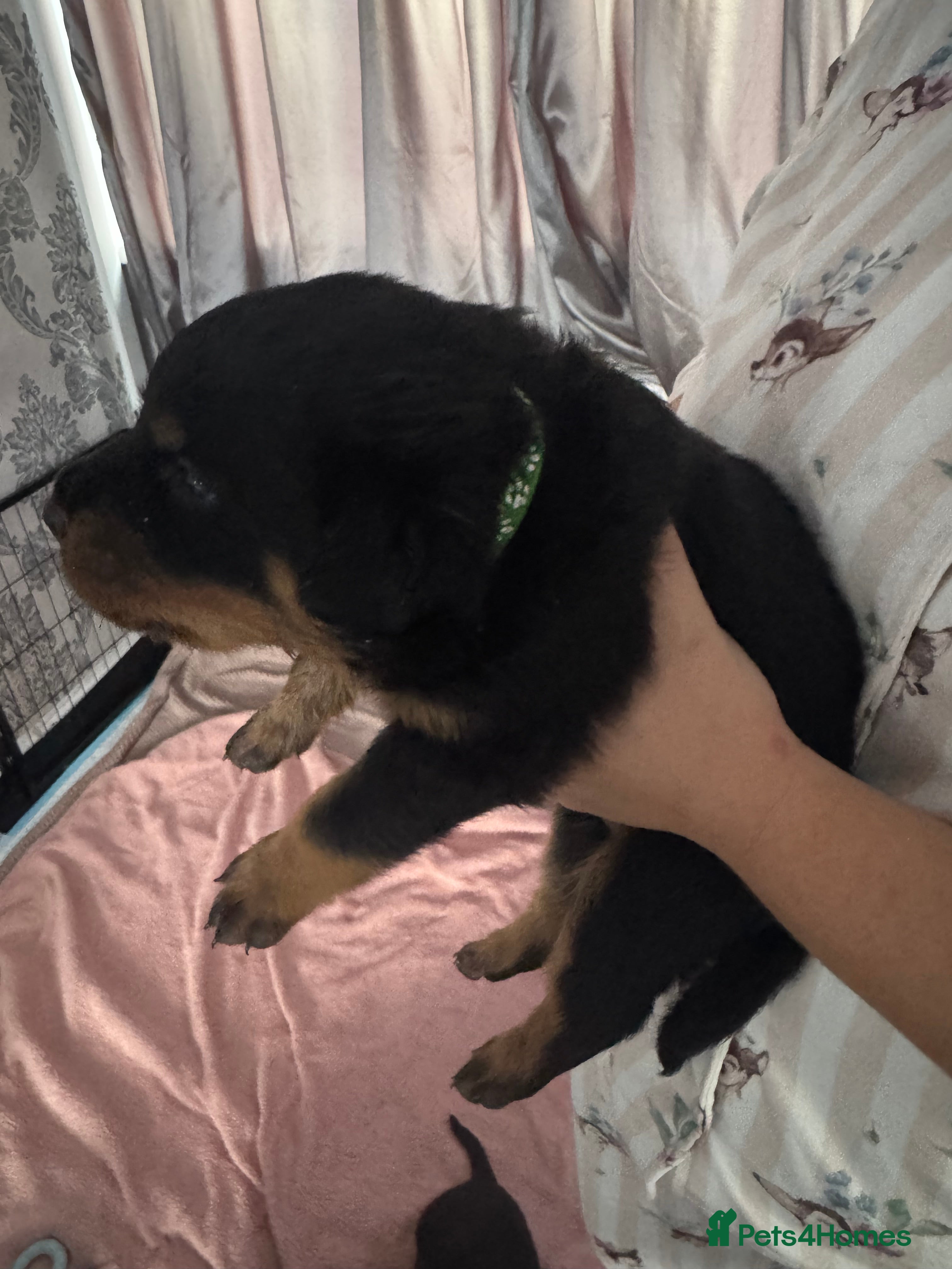 Rottweiler dogs KC Srb Rottweilers 19 champion winning bloodlines - Advert 2