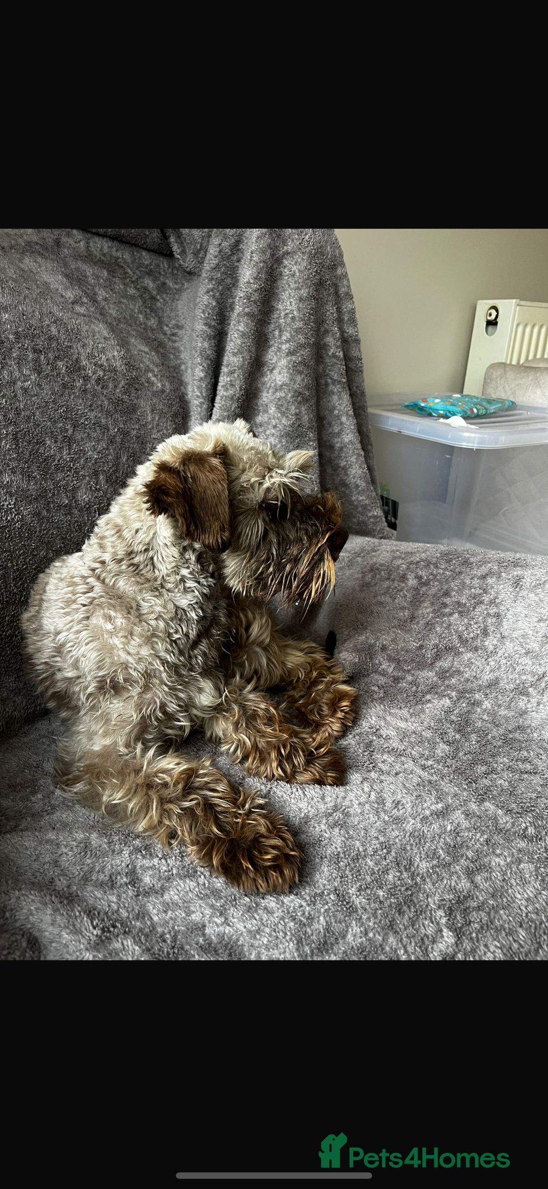 Miniature Schnauzer dogs for sale: Beautiful chocolate miniature schnauzer puppy  - Advert 2