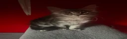 Maine Coon cats for sale: “Stunning” Maine Coon Kittens Ready to Leave Now - Advert 14