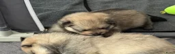 Pomeranian dogs for sale: Five beautiful fluffy Pomeranian puppies  - Advert 3