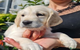 Golden Retriever dogs for sale: Stunning Golden Retriever puppies  - Image 30