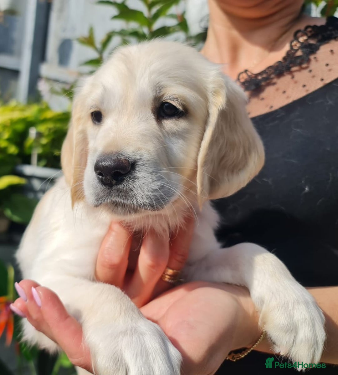 Golden Retriever dogs for sale: Stunning Golden Retriever puppies  - Image 30