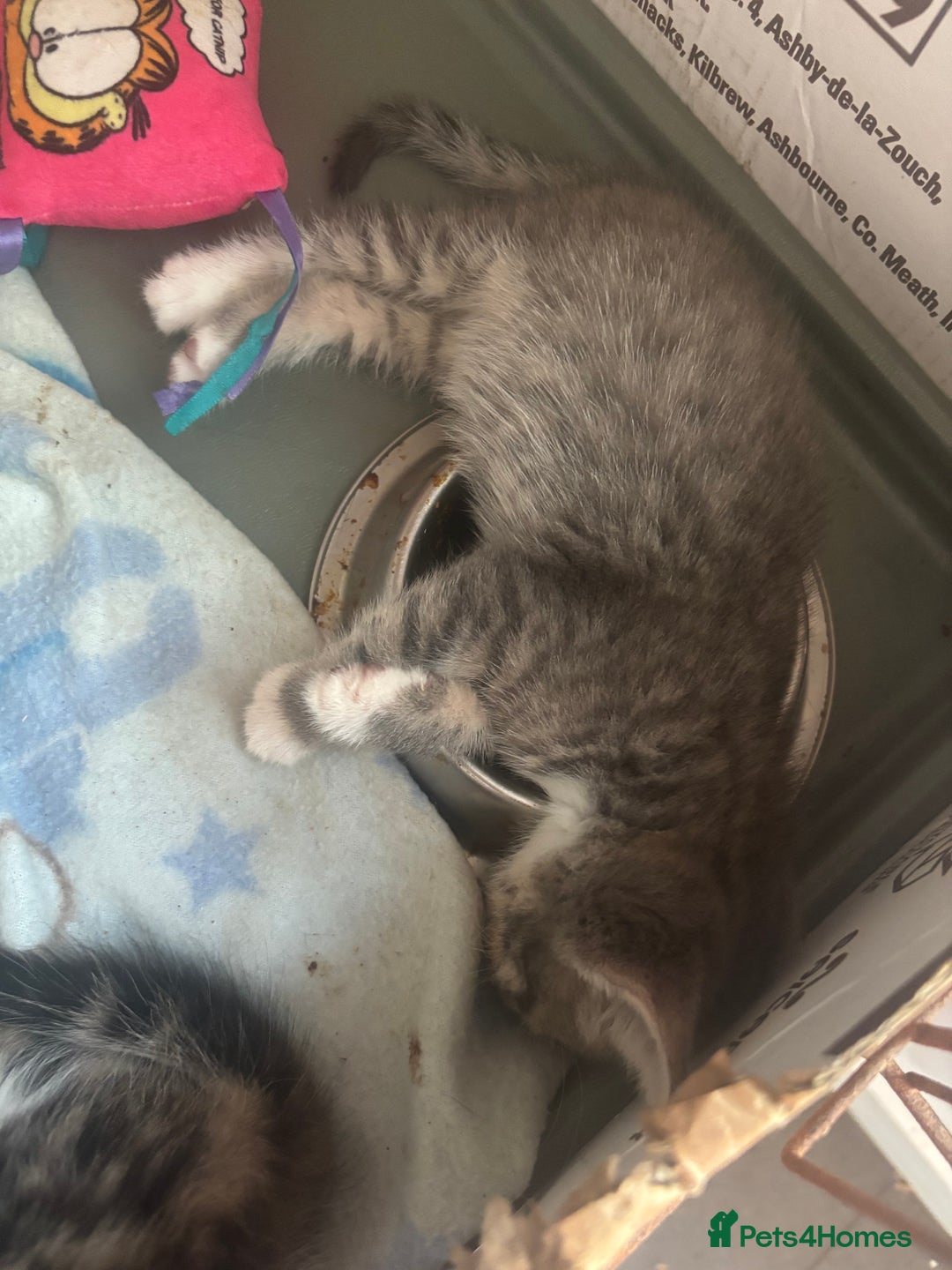 Mixed Breed cats for sale: MaineCoon x X British blue/Scottish fold  - Image 15