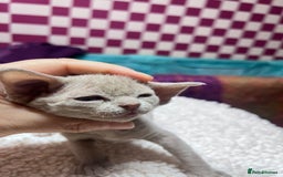 Devon Rex cats for sale: 5 fluffy beautiful Lilac Devon Rex babies!!!😻 - Image 2