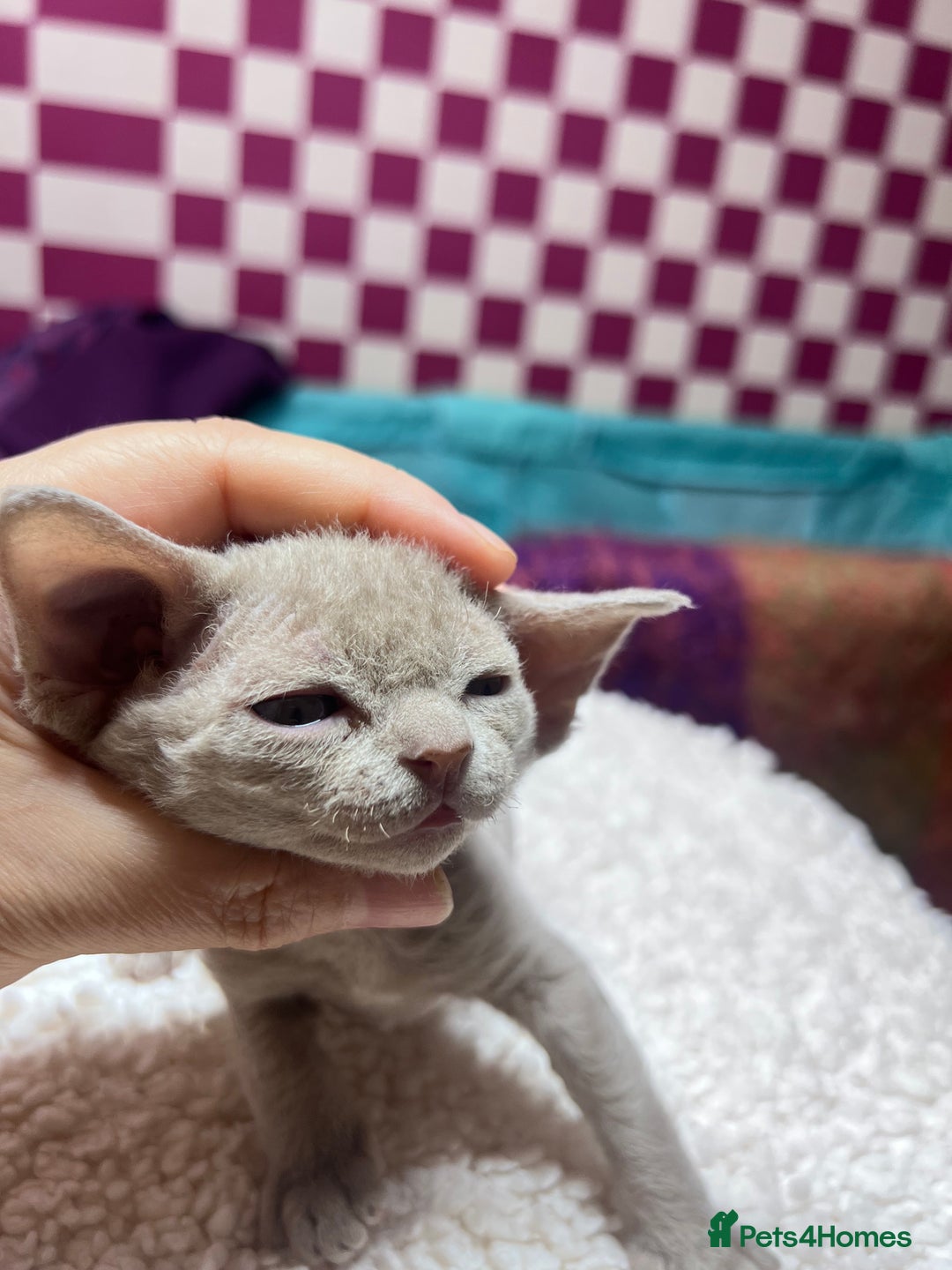 Devon Rex cats for sale: 5 fluffy beautiful Lilac Devon Rex babies!!!😻 - Image 2